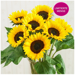 Bild zu 15 Sonnenblumen (ca. 45cm länge) inklusive kostenloser Grußkarte für 9,99€ + 4,90€ Versand