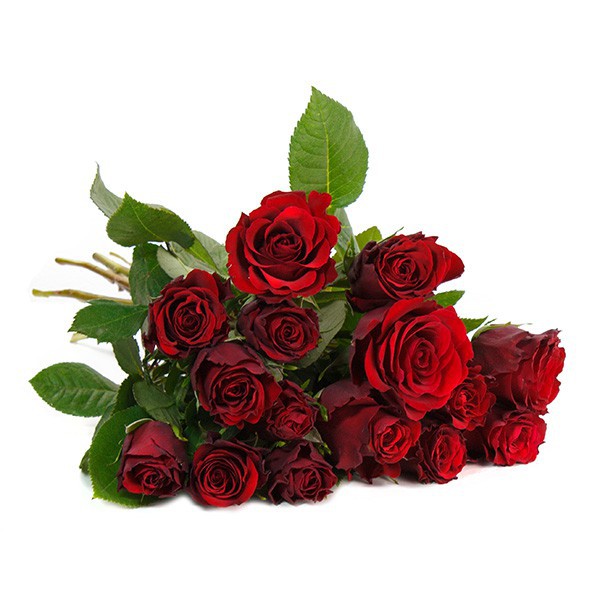 Bild zu BlumeIdeal: 30 rote Rosen (50cm lang) für 19,94€