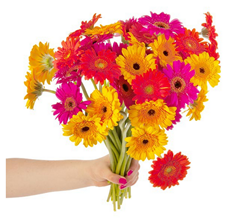 Bild zu Blume Ideal: 40 bunte Germinis für 16,94€