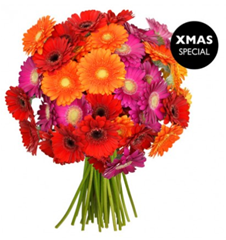 Bild zu Blume Ideal: Blumenstrauß mit 40 bunten Germinis für 18,94€