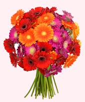 Bild zu Blume Ideal: Blumenstrauß mit 44 bunten Gerberas (50cm Stiellänge) für 23,94€