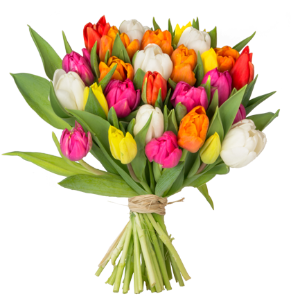 Bild zu BlumeIdeal: 41 bunte Tulpen (40cm Stiellänge) für 20,94€