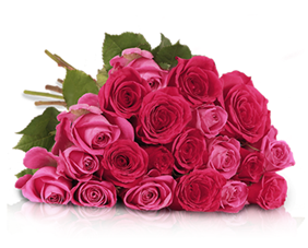 Bild zu Miflora: 20 rosa-pinke Rosen für 19,90€ inklusive Versand