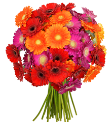 Bild zu 41 bunte Gerbera Blumen für 19,94€ oder 42 bunte Rosen für 23,94€ inklusive Versand