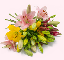 Bild zu Blume Ideal: 15 Lilien mit über 40 Blüten für 19,94€