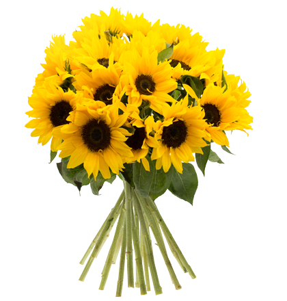 Bild zu BlumeIdeal: 23 Sonnenblumen (50cm Stiellänge) für 19,94€