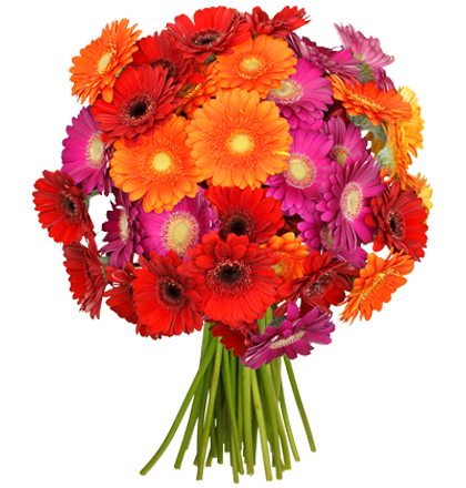 Bild zu BlumeIdeal: 41 bunte Gerbera in einem Blumenstrauß für 24,94€