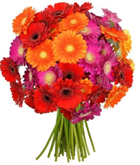 Bild zu BlumeIdeal: 34 bunte Gerbera für 20,94€ inkl. Versand