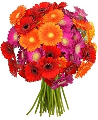 Bild zu 33 bunte Gerbera für 19,94€ inkl. Versand