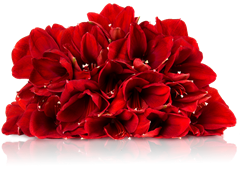 Bild zu Miflora: 5 Red Lion Amaryllis für 18,90€ inkl. Versand