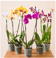 Bild zu Blume Ideal: 5 Orchideen mit je zwei Rispen (60-70cm hoch) für 29,98€