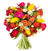 Bild zu Blume Ideal: Blumenstrauß “Tulpenpracht” mit 20 Tulpen und 23 Spray-Nelken für 22,98€