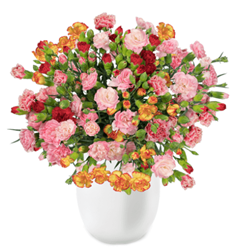 Bild zu Blume Ideal: Blumenstrauß mit 44 Spray-Nelken (ca. 300 Blüten) für 22,98€