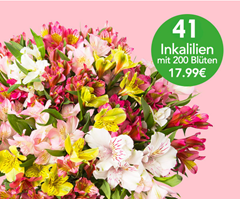 Bild zu Blume Ideal: Blumenstrauß mit 31 Inkalilien (Alstroemeria) mit bis zu 250 Blüten für 22,98€