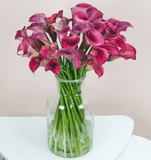 Bild zu Blume Ideal: Blumenstrauß „PinkBlush“ mit 33 Calla für 24,98€