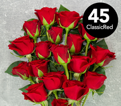 Bild zu Blume Ideal: Blumenstrauß „ClassicRed“ mit 45 roten Rosen (50cm Stiellänge) für 24,98€