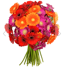 Bild zu BlumeIdeal: 41 bunte Gerbera für 22,98€ inkl. Versand