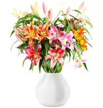 Bild zu Blume Ideal: 15 Lilien-Mix mit bis zu 50 Blüten für 19,98€ inkl. Versand