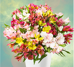 Bild zu Blume Ideal: Blumenstrauß mit 37 Inkalilien mit bis zu 300 Blüten für 22,98€