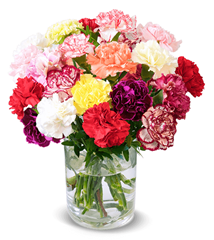 Bild zu Blume Ideal: Blumenstrauß mit 41 bunten Nelken für 24,98€