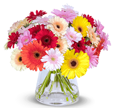 Bild zu Blume Ideal: Blumenstrauß mit 41 bunten Gerberas für 22,98€