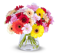 Bild zu Blume Ideal: Blumenstrauß mit 41 bunten Gerbera für 24,98€