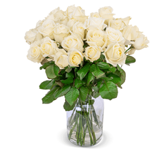 Bild zu Blume Ideal: Blumenstrauß mit 24 weißen Premium Rosen (XXL Blütenkopf) für 24,98€