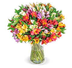 Bild zu Blume Ideal: Blumenstrauß mit 33 Inkalilien mit bis zu 400 Blüten für 24,98€