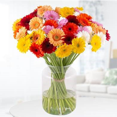 Bild zu 40 bunte Gerbera in einem Strauß (50 cm Stiellänge) für 22,90€