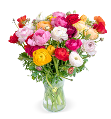 Bild zu Blume Ideal: Blumenstrauß mit 40 bunten Ranunkeln für 25,98€