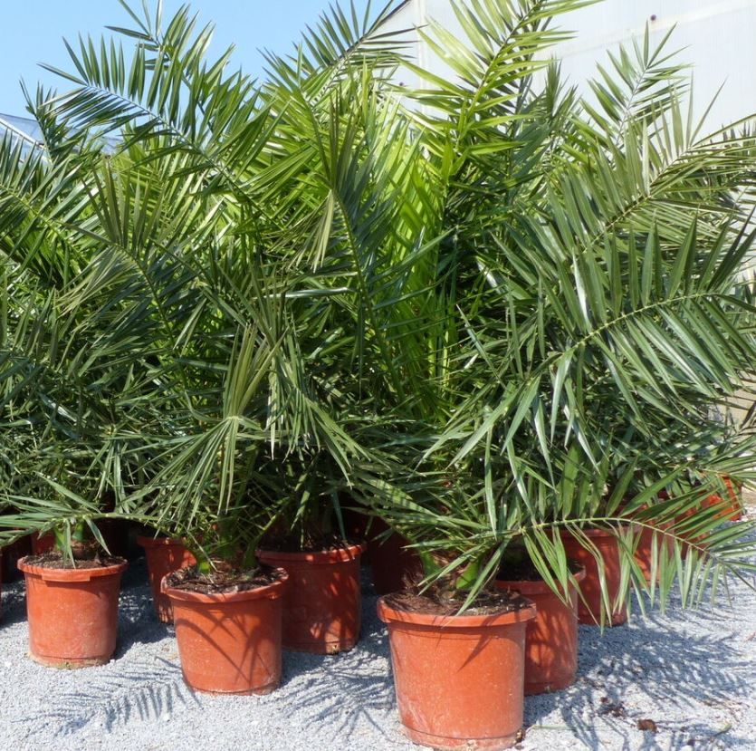 Bild zu Palme XXL 160-180 cm Phoenix canariensis, kanarische Dattelpalme, winterhart für 55,55€ (VG: 80,95€)