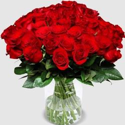 Bild zu Blume Ideal: 44 Rosen „Classic Red“ (40cm) für 26,98€