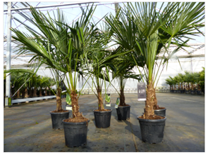 Bild zu Hanfpalme (Trachycarpus fortunei) 20-40cm Stammhöhe für 79,99€