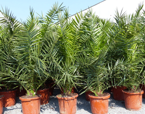 Bild zu Phoenix canariensis, kanarische Dattelpalme, winterhart (ca. 160-180cm) für 59,99€