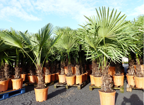 Bild zu Hanfpalme (Trachycarpus fortunei) 40-50cm Stammhöhe (mit Wedeln ca. 180cm) für 99,90€