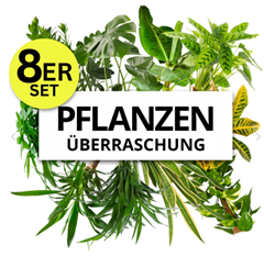 Bild zu 8er-Set Pflanzenüberraschung (40-70cm, 12-15cm Topf) für 32,48€