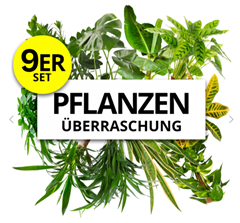 Bild zu PflanzePlus: 9er-Set Pflanzenüberraschung (40-70cm, 12-15cm Topf) für 34,48€