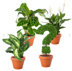 Bild zu Calathea, Dieffenbachia, Spathiphyllum + GRATIS Überraschungspflanze (+/- 40-60cm, ø 12-15cm Topf) für 23,68€ (statt 37,48€)